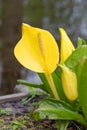 Western skunk-cabbage Lysichiton americanus, large yellow flowers with a spadix Royalty Free Stock Photo